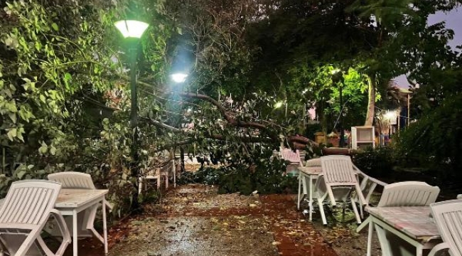 Aydın'da kuvvetli rüzgar ağaçları kökünden söktü