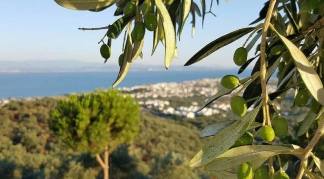 Bodrum'da zeytinlikler turizm imarına açıldı