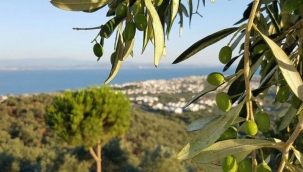 Bodrum'da zeytinlikler turizm imarına açıldı