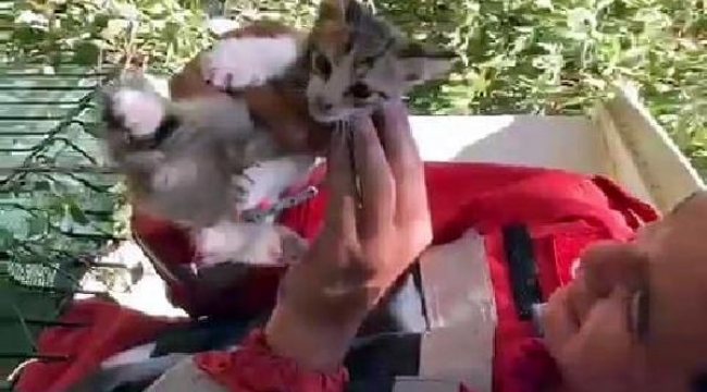 Bodrum'da iki duvar arasına sıkışan kediyi itfaiyeye kurtardı