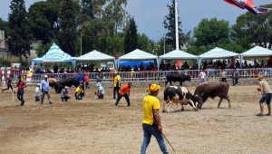 Boğalar SMA'lı çocuklar yararına güreştirildi