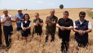 Buğday tarlalarını 2 bin keklik koruyacak