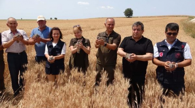 Buğday tarlalarını 2 bin keklik koruyacak