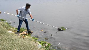 Çakalburnu'nda oksijen tükendi, balıklar öldü