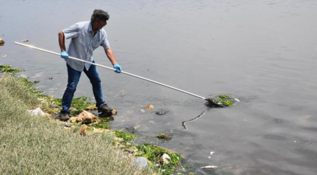 Çakalburnu'nda oksijen tükendi, balıklar öldü