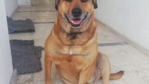 Daha önce tehdit ettiği komşunun köpeğini tüfekle öldürdü