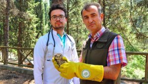 Doğaya salınan baykuş, ayağındaki halka yardımıyla takip edilecek