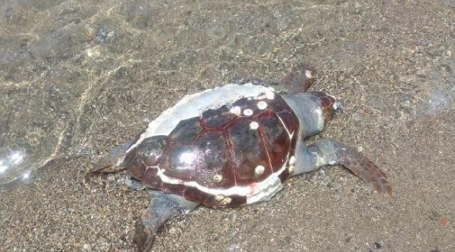 Foça'da sahile, caretta caretta ölüsü vurdu