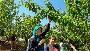 Gönüllülerin 'son hasat' kirazları ihtiyaç sahiplerine