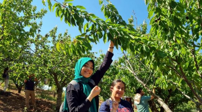 Gönüllülerin 'son hasat' kirazları ihtiyaç sahiplerine