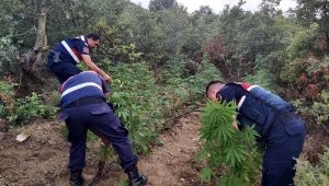 İzinsiz hintkeneviri yetiştiren şüpheliler fotokopanla yakalandı