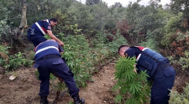 İzinsiz hintkeneviri yetiştiren şüpheliler fotokopanla yakalandı