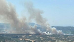 İzmir'de orman yangını