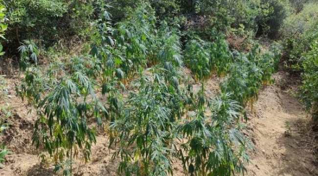 İzmir'in 11 ayrı ilçesinde uyuşturucu operasyonu