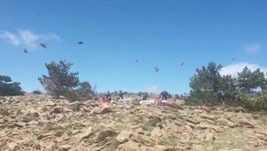 Kazdağları Milli Parkı'na 250 keklik salındı  