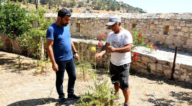 Koruma altındaki tür olan tülüşahlar, Kuşadası Güvercinada'da açtı