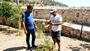 Koruma altındaki tür olan tülüşahlar, Kuşadası Güvercinada'da açtı