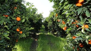 'Köyceğiz portakalı' artık marka haline geldi! Coğrafi işaret aldı