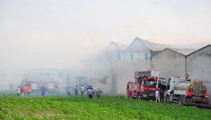 Manisa'da 350 ton saman küle döndü