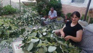 Manyas'ta ıhlamur hasadı başladı