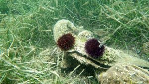Marmara Denizi'nde yeni tehlike; kaçak denizkestanesi avcılığı
