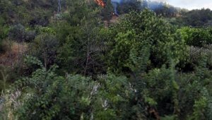 Muğla'da orman yangını
