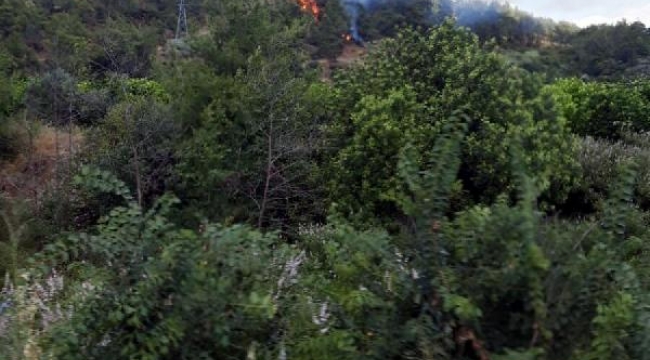 Muğla'da orman yangını