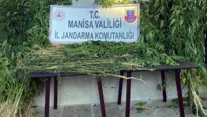 Ormanda uyuşturucu maddesi yetiştirdi