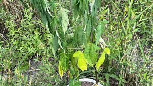 Plastik kutularda yetiştirdiği Hint keneviriyle yakalandı 