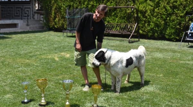 Şampiyon Laysan iki kez ırkının en güzel köpeği seçildi