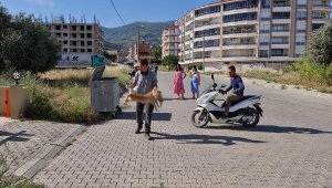 Tire'de 6 köpek ile 2 kedi zehirlenerek öldürüldü