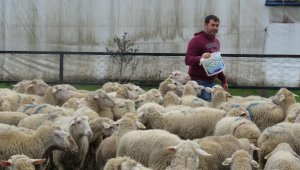 Üniversitenin 300 kuzusu var!