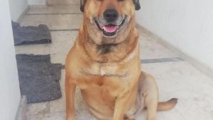 Vahşi! Öldürdüğü köpeğin başına daha önce de çekiçle vurmuş