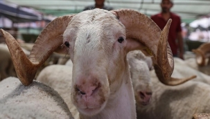 Valilik açıkladı: İşte İzmir'in kurban kesim ve satış yerleri