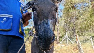 Yanıkları olan eşek, tedaviye alındı