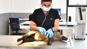 Yaralı yavru domuz tedavi altına alındı