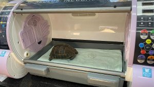 Zehirlenen kaplumbağa hayata döndürüldü