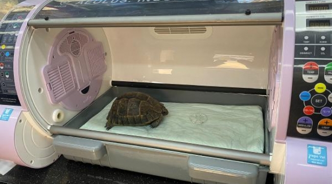 Zehirlenen kaplumbağa hayata döndürüldü