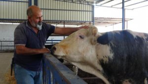 1 ton 200 kiloluk 'Paşa' 78 bin liraya satıldı