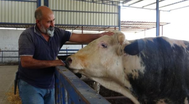 1 ton 200 kiloluk 'Paşa' 78 bin liraya satıldı