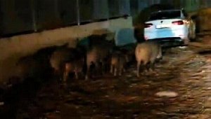 Aç kalan yaban domuzları Altınoluk'a indi
