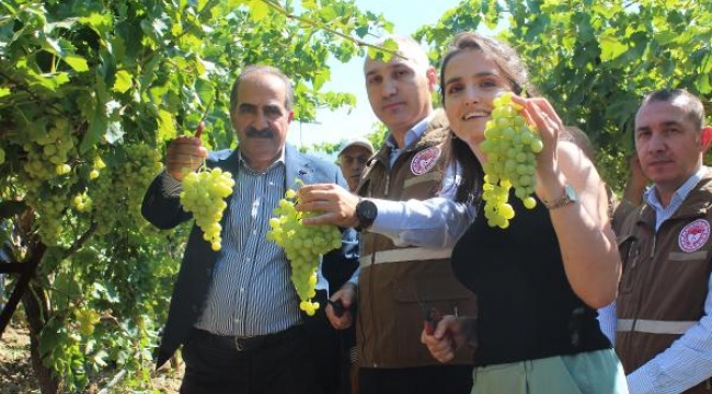 Alaşehir'de üzüm ihracatı başladı, ilk TIR'lar yola çıktı