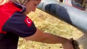 Alevlerin arasında kalan kaplumbağa, son anda kurtarıldı