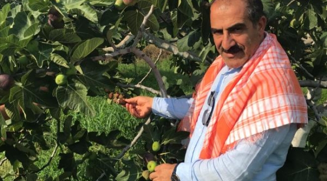 Aydın'da incir kesim ve ihraç tarihleri belirlendi! Hedef 100 milyon dolar