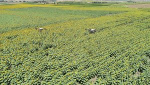 Balıkesir'de çayır tırtıllarına karşı ZİHA'lar ile mücadele ediliyor