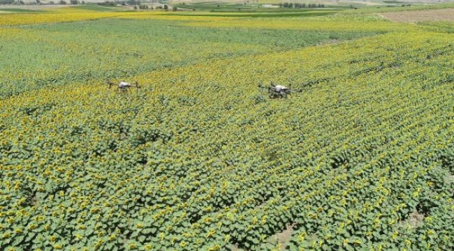 Balıkesir'de çayır tırtıllarına karşı ZİHA'lar ile mücadele ediliyor