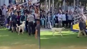 Başıboş köpek mezuniyet töreninde saldırdı: 12 yaralı