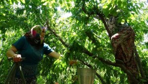 Bayramiç beyazı, ekonomik değeri 'altın elmayı' geçti