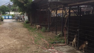 "Belediye bakımevinde hayvanları öldürdüler!"
