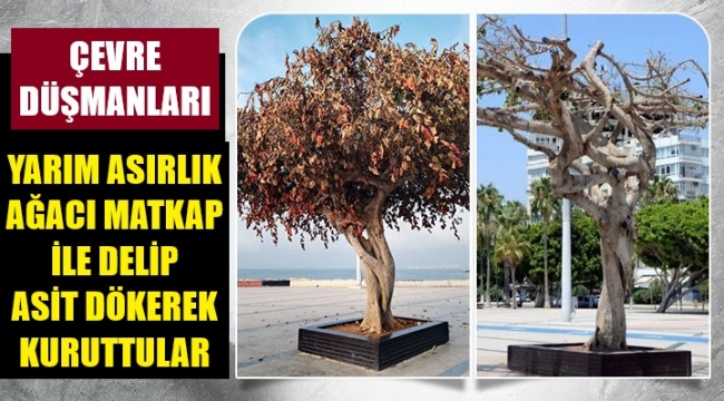 Belediye personelleri, ağacı asitle kuruttu